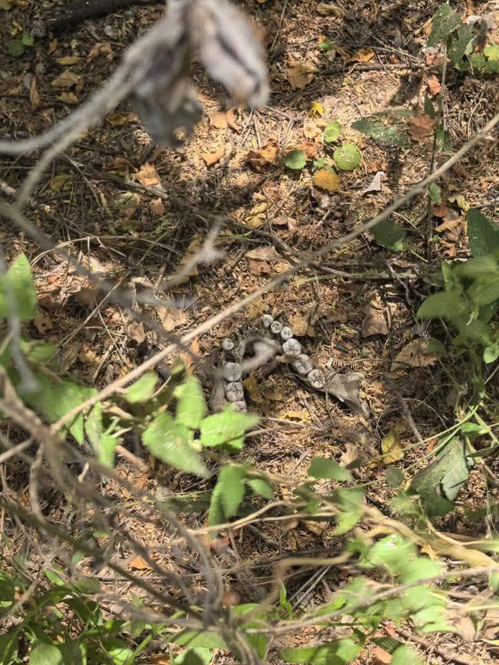 Localizan un nuevo positivo en un rancho de Reynosa.
