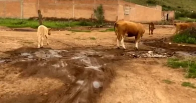 Dos grandes países como lo son México y EEUU buscan producir 500 millones de moscas estériles en tiempo récord para combatir el gusano barrenador