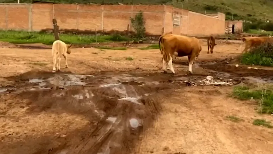 Dos grandes países como lo son México y EEUU buscan producir 500 millones de moscas estériles en tiempo récord para combatir el gusano barrenador