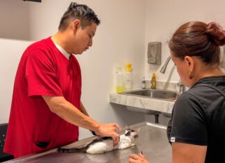 Bienvenidos al Hospital Veterinario Municipal de Reynosa, atienden a gatito rescatado por ciudadana