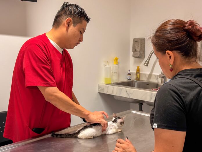 hospital veterinario