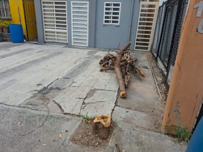 cortan arbol sin permiso