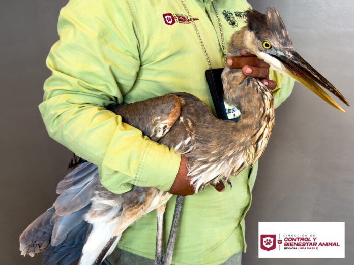 una garza